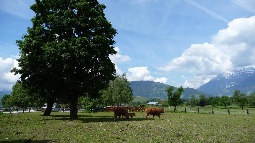 Haus Rieder Georg Maria Alm am Steinernen Meer Exterior foto